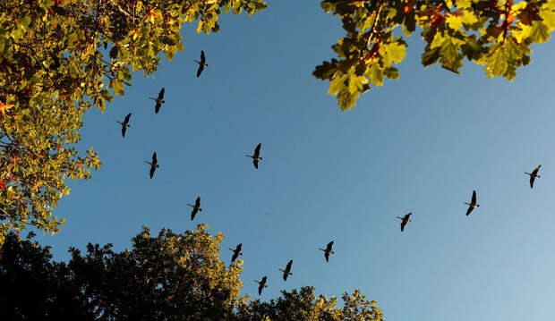 Птицы полетели на юга, Питлохри