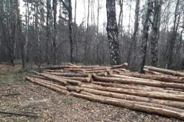 В Тамбовской области суд вынес приговор экс-директору лесничества за вырубку леса