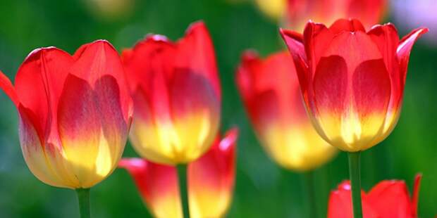 4883260_IMG_8133 (700x350, 151Kb)