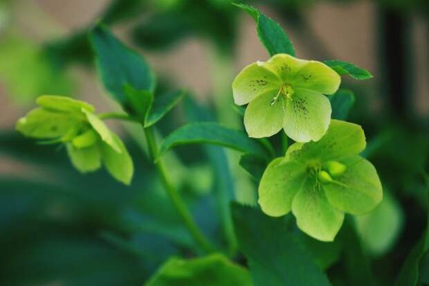 Зеленый цветок морозник