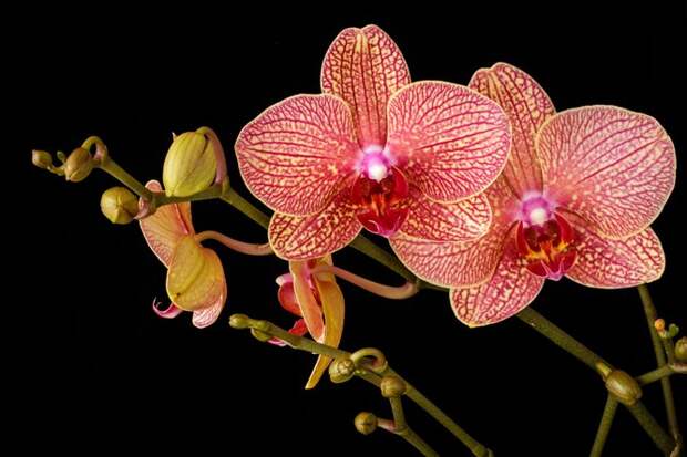 Как стимулировать цветение орхидей: это очень просто
