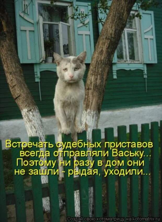 Котоматрицы на понедельник (55 фото)