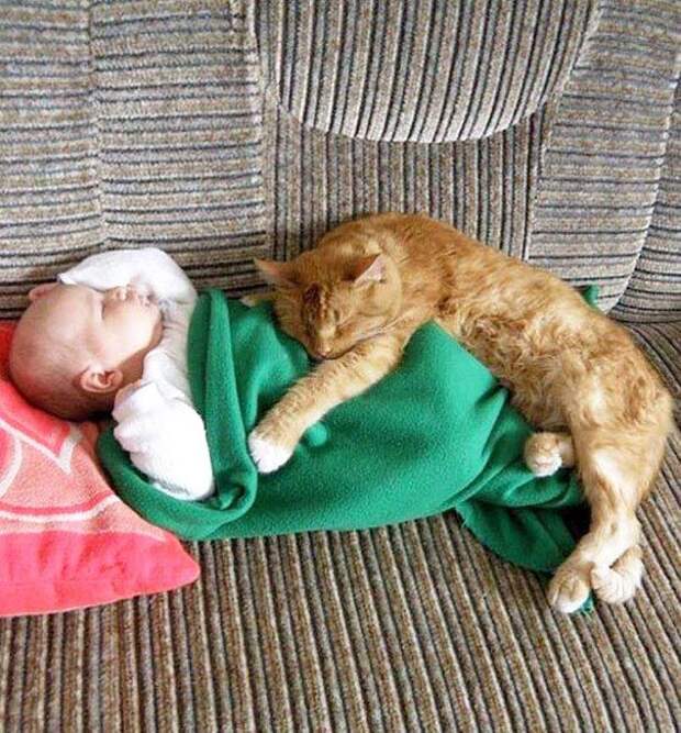 дети и коты, ребёнок и кот, kids with cats