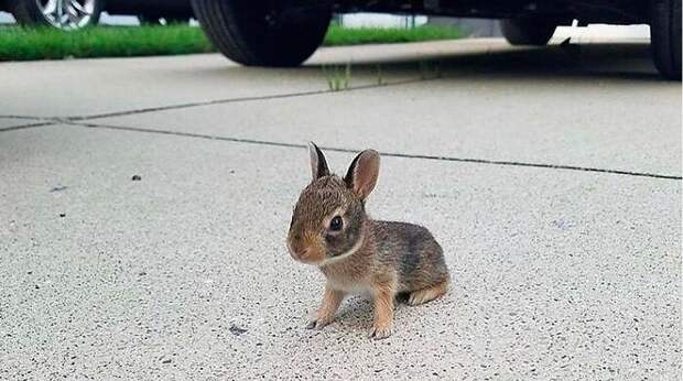 Самые смешные животные-малютки, от фотографий которых у вас сожмется всё