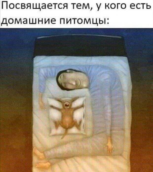 Домашние любимчики) Домашние любимчики)