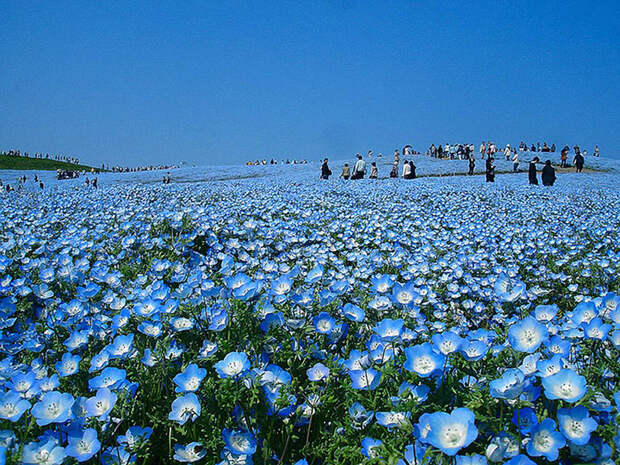 NewPix.ru - «Hitachi Seaside Park» сад цветов в Японии