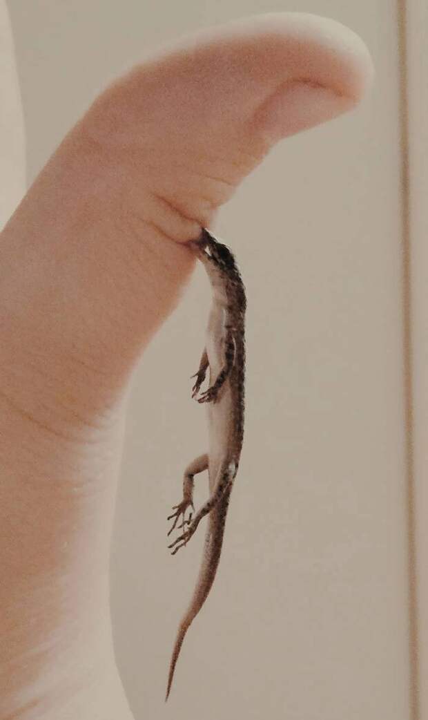 Маленькая летучая мышь вцепилась в палец человека