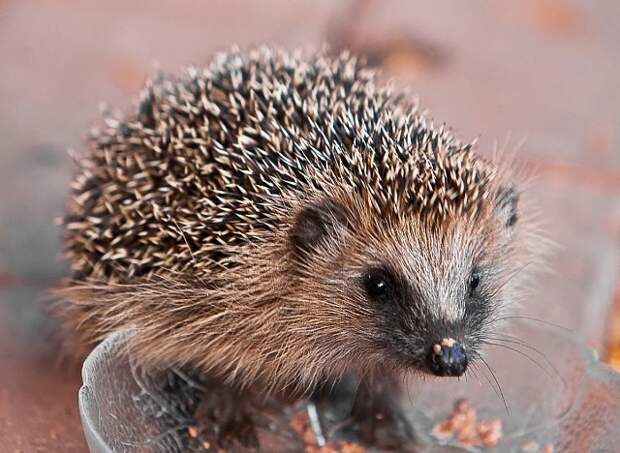 Ёжик