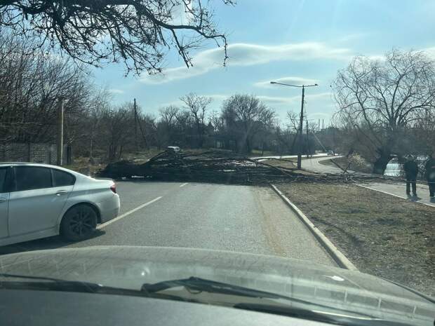 Внимание водителей! На Левобережной между проспектом Ильича упало дерево