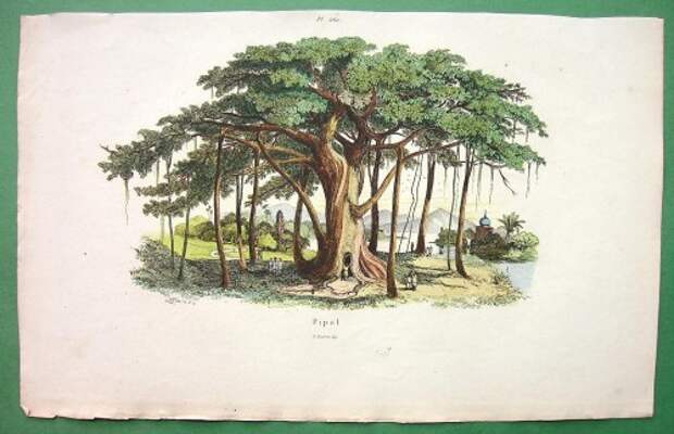 Дерево пипал. Рисунок 1836 года
