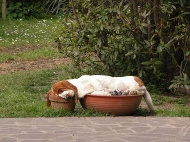 Basset-Hound-sleeping-in-flower-pots.-Part-dog-part-gravy.