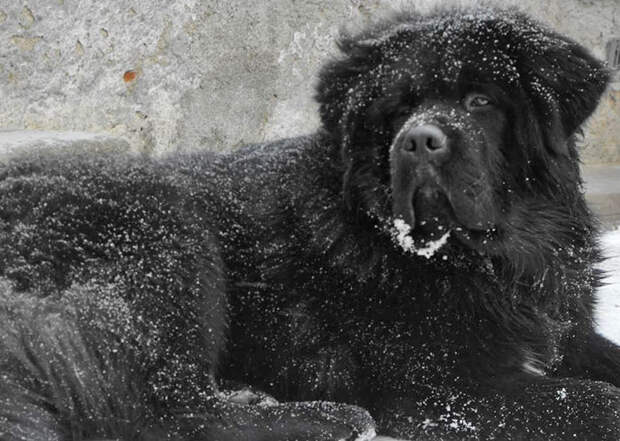 Mastiff