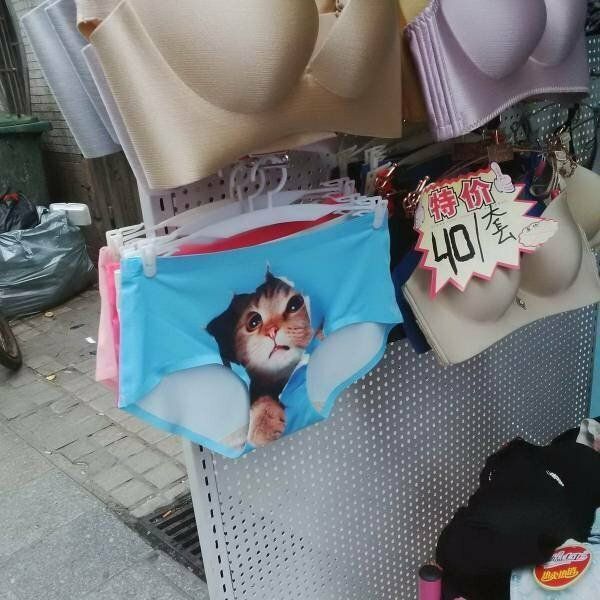 kotovsyachina-kartinki-smeshnye-kartinki-fotoprikoly