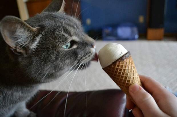 животные охлаждаются, кушают мороженое 