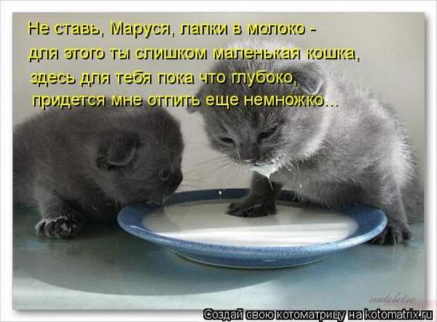 Котоматрицы(картинки с подписями)