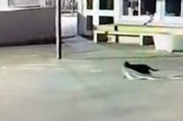 UPI: в Новой Зеландии кот больше года крал вещи у учеников школы