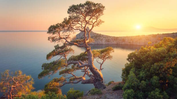 В Крыму выделят средства на восстановление лесов