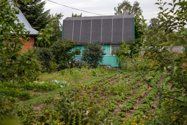 Тульским дачникам назвали 19 растений, за которые могут дать срок