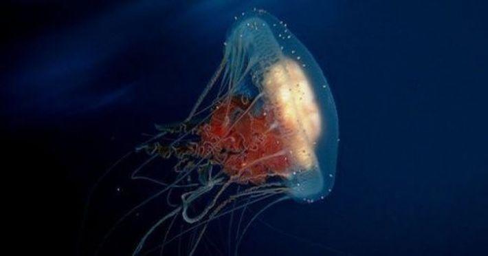 10 поразительных способов применения медуз