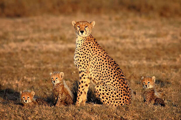 Лучшие фотографии National Geographic апреля 2014