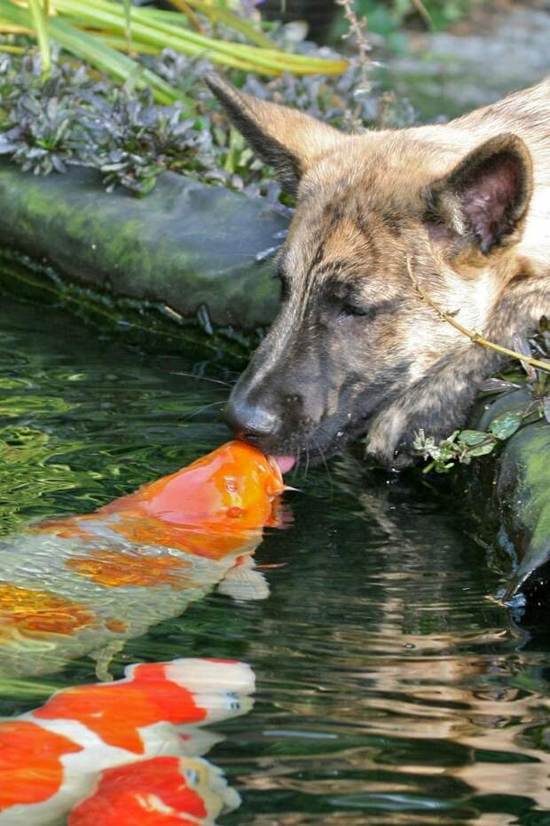 Милейшие поцелуи животных животные, поцелуй