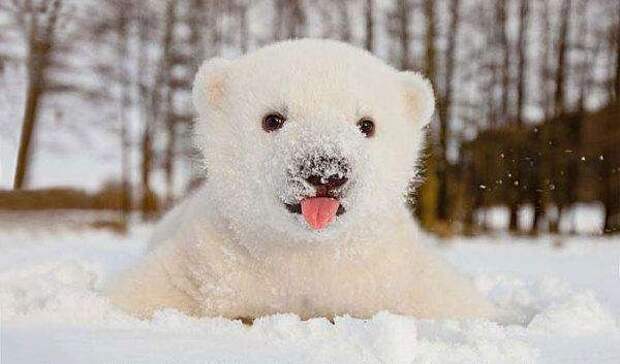 1-animals-and-first-snow-baby-polar-bear__700