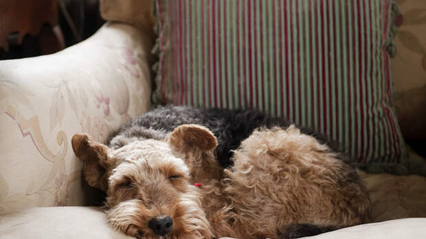 Юрист объяснил, можно ли взять больничный на работе из-за болезни питомца