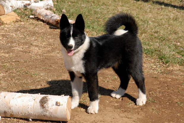 Карельская медвежья собака (Karelian Bear Dog) Карельская медвежья лайка (Karjalankarhukoira)