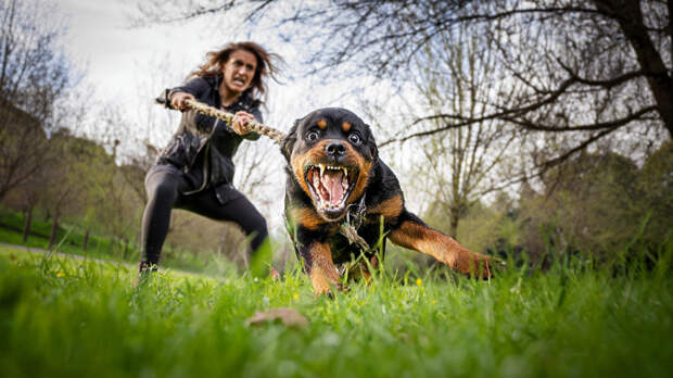 Кровь на деснах — признак скорой смерти: как уберечь собаку от догхантеров