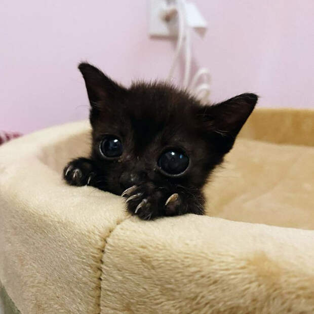 Убийственные рукавицы на лапках