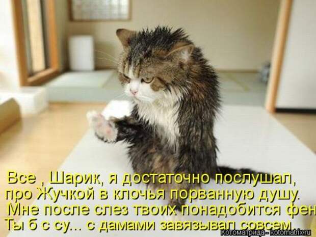 Новые крутые котоматрицы первой недели октября (50 фото) Новые крутые котоматрицы первой недели октября (50 фото)
