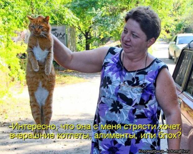 Новые крутые котоматрицы первой недели октября (50 фото) Новые крутые котоматрицы первой недели октября (50 фото)