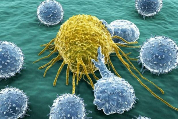 Ученые случайно обнаружили клетку, которая может убить любую форму рака