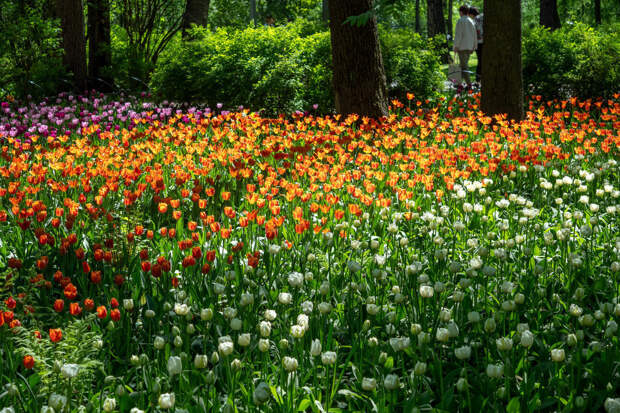 В Петербурге высадили почти миллион цветов