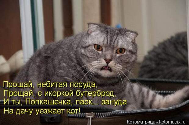 Мысли вслух :) 23 пушистые мыслишки