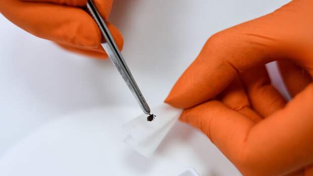 Роспотребнадзор запустил горячую линию по профилактике клещевого энцефалита