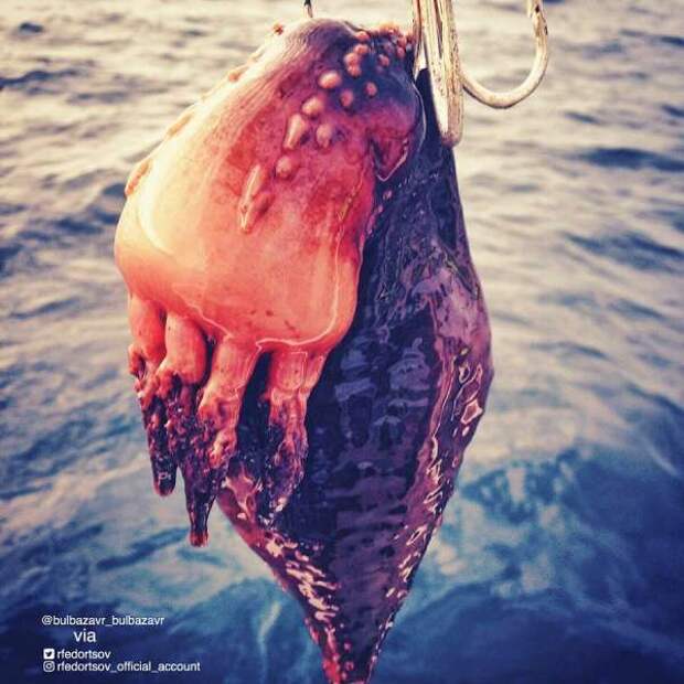 Странные существа из морских глубин, пойманные Романом Федорцовым