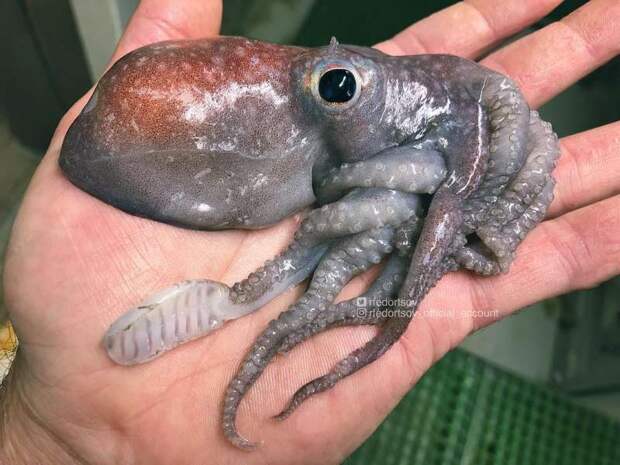 Странные существа из морских глубин, пойманные Романом Федорцовым