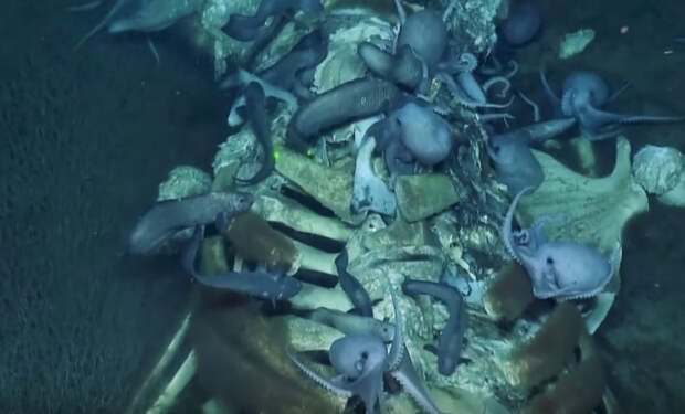 Scientists Found A Whale Carcass At The Bottom Of The Ocean And It Was An All-You-Can-Eat Buffet For Sea Monsters