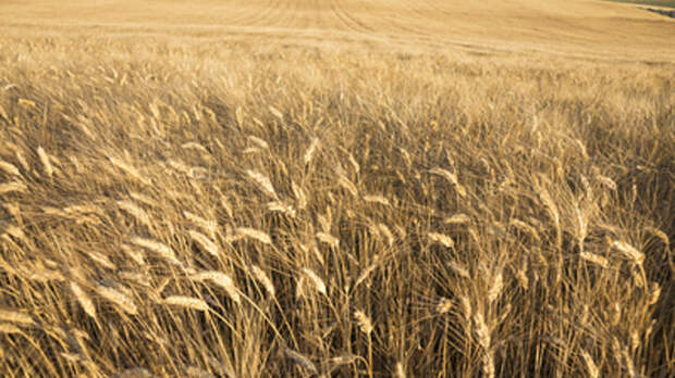 ФОТО: ALEKSEY SMYSHLYAEV/GLOBALLOOKPRESS.