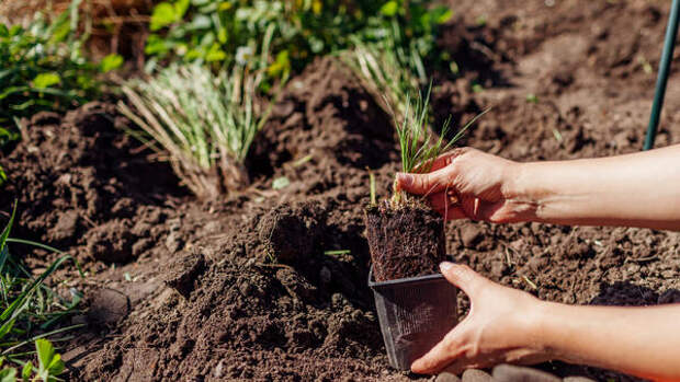 Забудьте про календарь и смотрите на сирень: как правильно высаживать рассаду цветов после заморозков