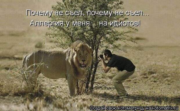 Мысли вслух :) 23 пушистые мыслишки