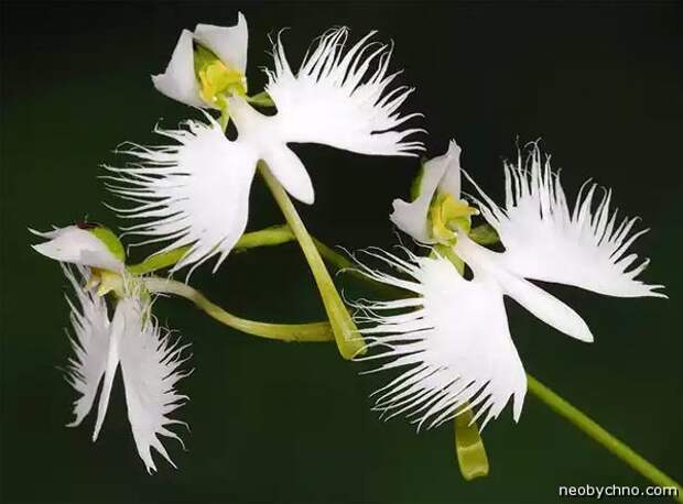 бахромчатая орхидея
