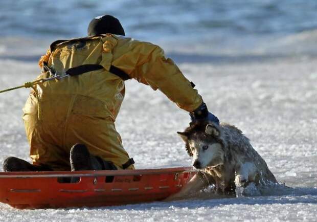 savingdog04 800x560 Спасение пса
