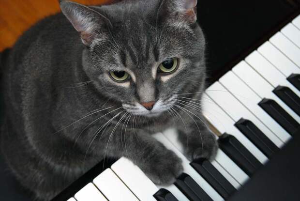 Нора ( кошка-пианистка).jpg