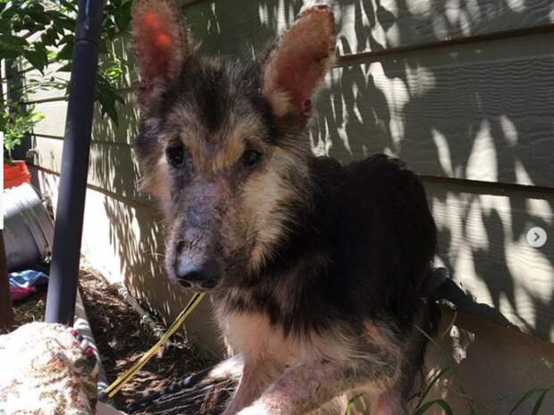 Спасение Каро