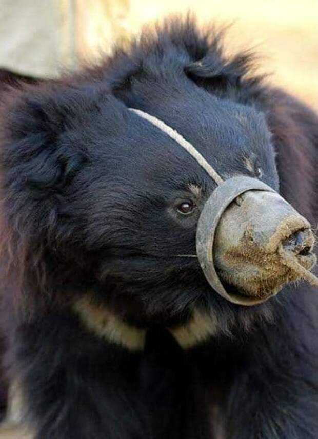 несчастный медведь