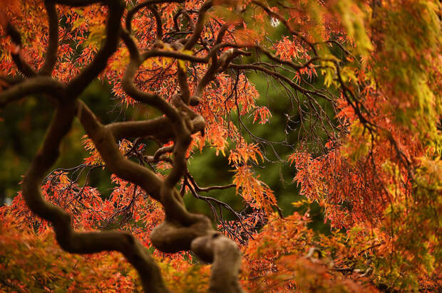 Осенние деревья в Дублине, Ирландия