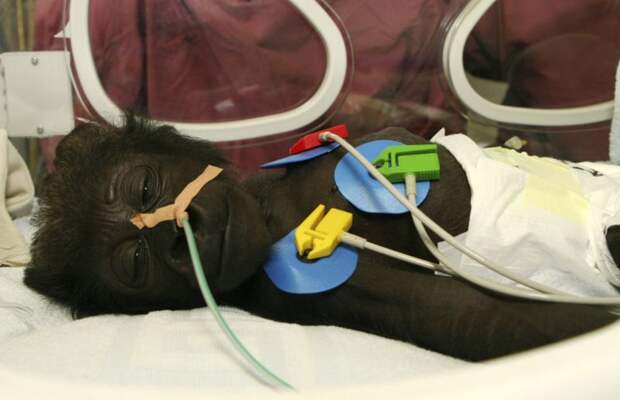 Детеныш гориллы по кличке Мэри в инкубаторе в палате интенсивной терапии в детской клинической больнице немецкого города Мюнстер в мире, врач, добро, животные, помощь, спасение