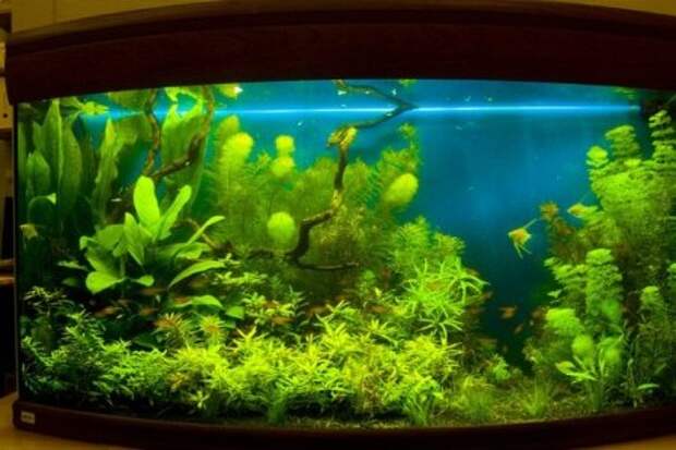 аквариум в голландском стиле